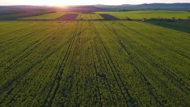 Grandes Campos Flores Brillantes Con Una Pequeña Planta Primavera Amarilla — Vídeo de stock