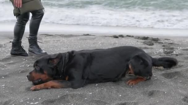 在蓝色大海边的沙滩上 一群快乐而有趣的大狗和傻瓜与白浪和他年轻的情妇4K Uhd慢动作视频在一起 — 图库视频影像