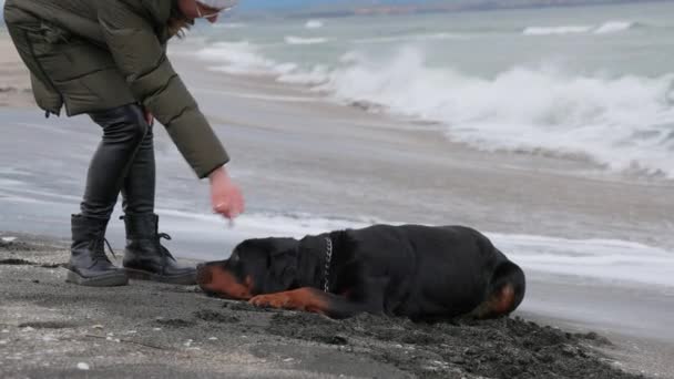 Cheerful Funny Big Dog Somersaults Fools Sandy Beach Blue Sea — Vídeo de stock