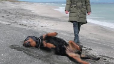 Neşeli, komik, büyük köpek taklalar atıyor ve kumlu bir sahilde beyaz dalgalar ve genç metresiyle taklalar atıyor. 4K UHD yavaş çekim videosu