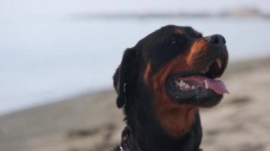 Rottweiler cinsinin güzel, gururlu büyük bir köpeği fırtınalı bir denizin arka planında kumlu bir sahilde oturur ve uzaklığa bakar. 4K UHD yavaş çekim videosu
