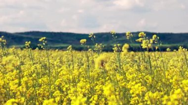 Parlak geniş çiçek tarlaları, dağda küçük bir bitki ve çayır vadisinde küçük boş bir köy ve bulutlu mavi gökyüzü. UHD 4K video gerçek zamanlı