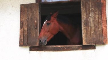 A proud muscular brown horse with shiny dark short mane sticks its head out of the window, and stands in its stall in sporty professional clean stable with equestrian horses. UHD 4K video slow-motion