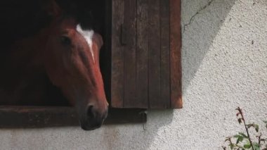 A proud muscular brown horse with shiny dark short mane sticks its head out of the window, and stands in its stall in sporty professional clean stable with equestrian horses. UHD 4K video slow-motion
