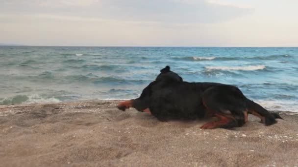 4K超高清慢镜头 在蓝色的大海边 白浪汹涌 沙滩上欢快滑稽的大狗窝和傻瓜 — 图库视频影像
