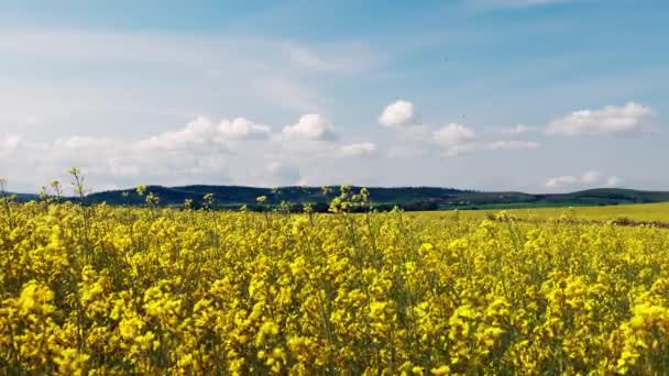 Bright Large Flowering Fields Yellow Spring Small Plant Mountain Meadow — Stockvideo