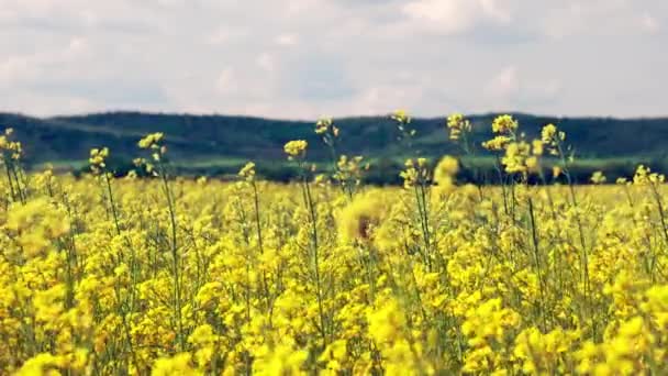 Grandes Campos Flores Brillantes Con Una Pequeña Planta Primavera Amarilla — Vídeo de stock