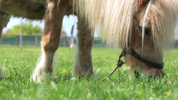 Close Light Red Long Haired Pony Horse Long White Mane — Stockvideo