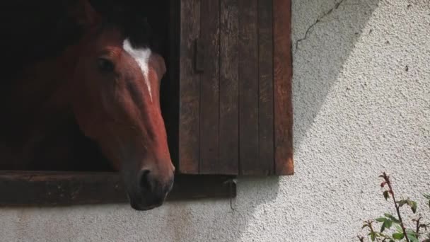 Proud Muscular Brown Horse Shiny Dark Short Mane Sticks Its — Vídeos de Stock