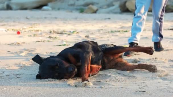 Alegre Engraçado Grande Cão Cambalhotas Tolos Torno Uma Praia Areia — Vídeo de Stock