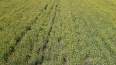 Parlak geniş çiçek tarlaları, dağda küçük bir bitki ve çayır vadisinde küçük boş bir köy ve bulutlu mavi gökyüzü. UHD 4K video gerçek zamanlı