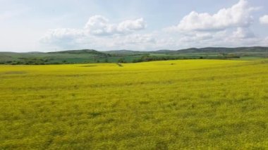 Parlak geniş çiçek tarlaları, dağda küçük bir bitki ve çayır vadisinde küçük boş bir köy ve bulutlu mavi gökyüzü. UHD 4K video gerçek zamanlı