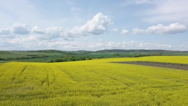 Bright Large Flowering Fields Yellow Spring Small Plant Mountain Meadow — Vídeo de stock