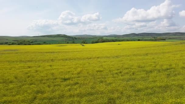 Bright Large Flowering Fields Yellow Spring Small Plant Mountain Meadow — Vídeo de Stock