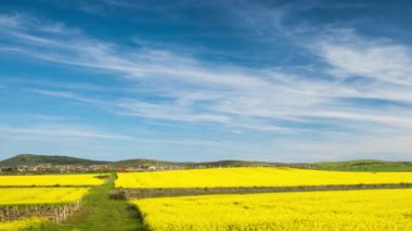 Bright flowering fields with yellow spring plant in Balkan mountain and meadow valley against backdrop of empty old village and cloudy daytime sky, in country of Bulgaria. 4K UHD timelapse video