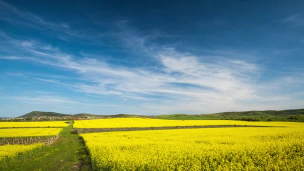 Bright Flowering Fields Yellow Spring Plant Balkan Mountain Meadow Valley — ストック動画