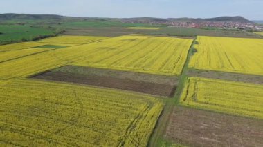 Bright large flowering fields with yellow spring small plant in mountain and meadow valley against backdrop of small empty old village and cloudy blue daytime sky. UHD 4K video realtime