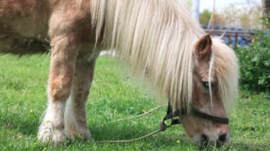 Close-up on a light red long-haired pony horse with a long white mane, grazes on a green fresh spring meadow with bright tasty grass
