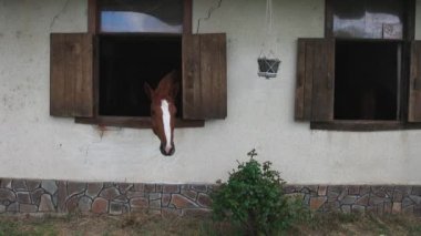 Many proud thoroughbred brown horses with dark groomed manes and shiny coats stick their heads out of windows, and stand in stalls in clean stable with nasty trained horses. UHD 4K video slow-motion
