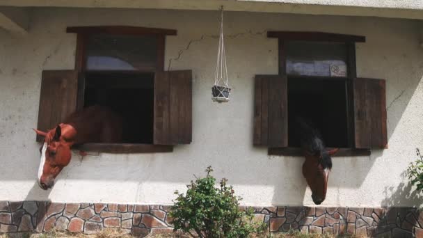 Many Proud Thoroughbred Brown Horses Dark Groomed Manes Shiny Coats — Stok video