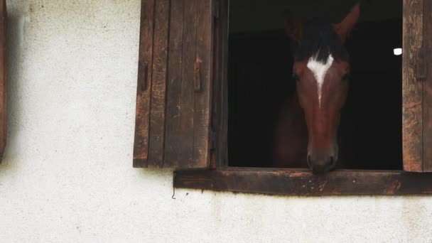 Proud Muscular Brown Horse Shiny Dark Short Mane Sticks Its — Wideo stockowe
