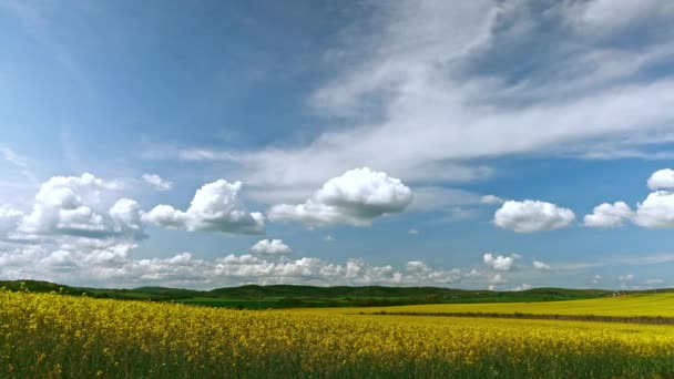 Bright Large Flowering Fields Yellow Spring Small Plant Mountain Meadow — Video Stock