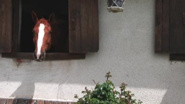 Many proud thoroughbred brown horses with dark groomed manes and shiny coats stick their heads out of windows, and stand in stalls in clean stable with nasty trained horses. UHD 4K video slow-motion