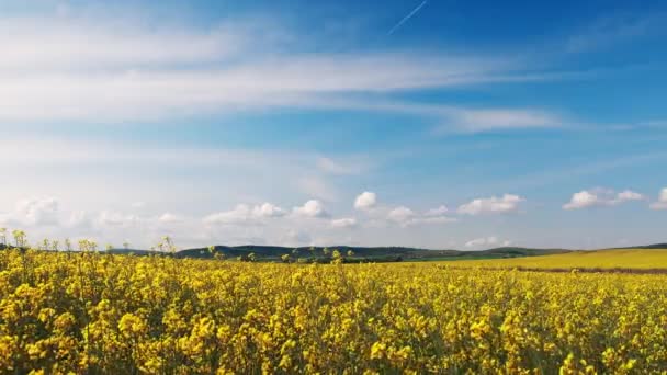 Bright Large Flowering Fields Yellow Spring Small Plant Mountain Meadow — Stock videók