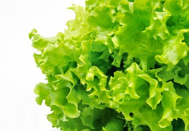 izole taze yeşil salata