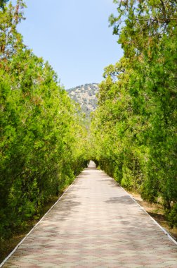 park ağaç üzerinden sokakta