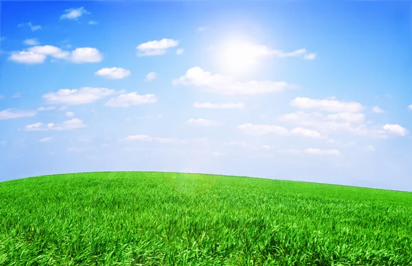Campo de hierba y cielo perfecto —  Fotos de Stock