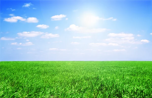 Campo de grama e céu perfeito — Fotografia de Stock