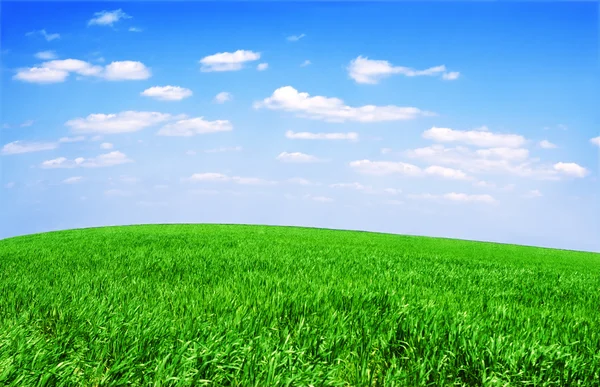 Campo d'erba e cielo perfetto — Foto Stock