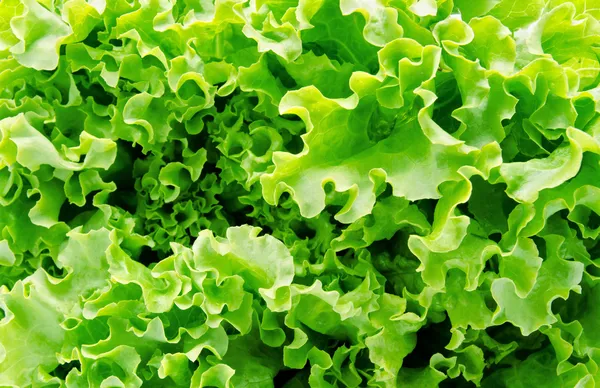 Background of green lettuce — Stock Photo, Image