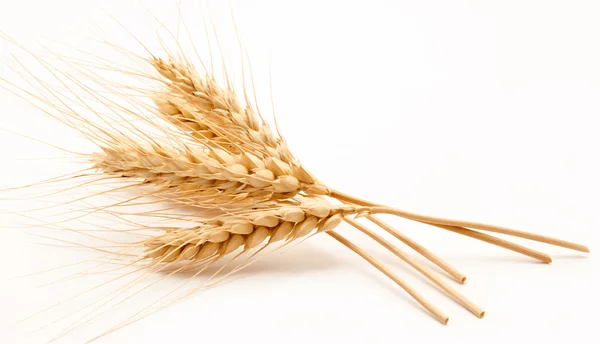 Wheat ears isolated on a white — Stock Photo, Image