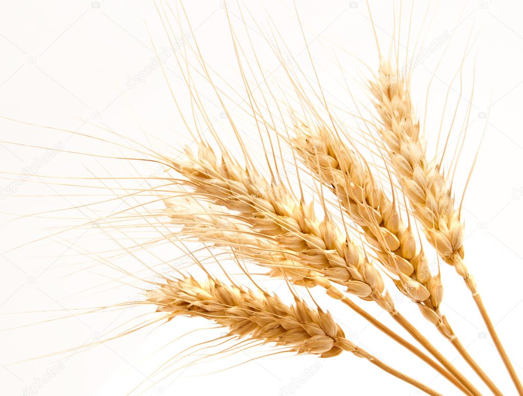 Wheat ears isolated on a white