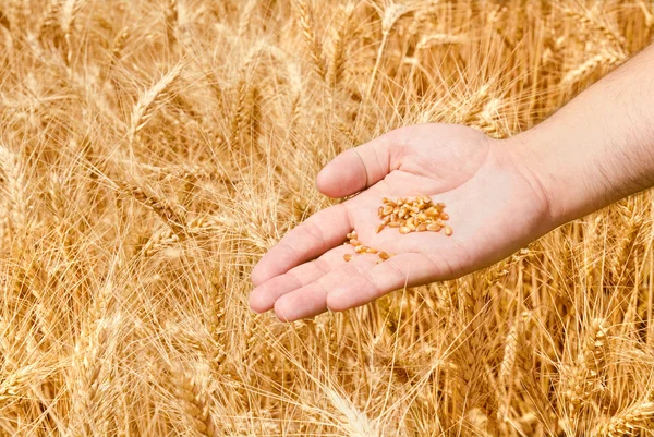 Wheat field and male hand — Stock Photo, Image