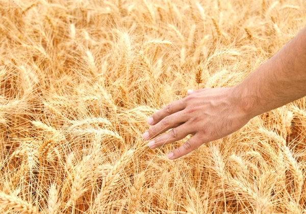 Mano maschile nel campo di grano dorato — Foto Stock