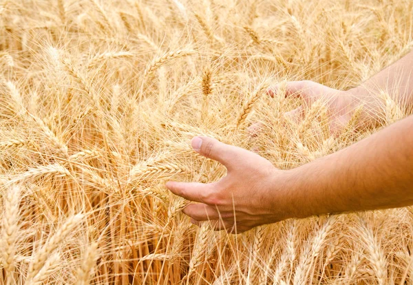 Mano maschile nel campo di grano dorato — Foto Stock