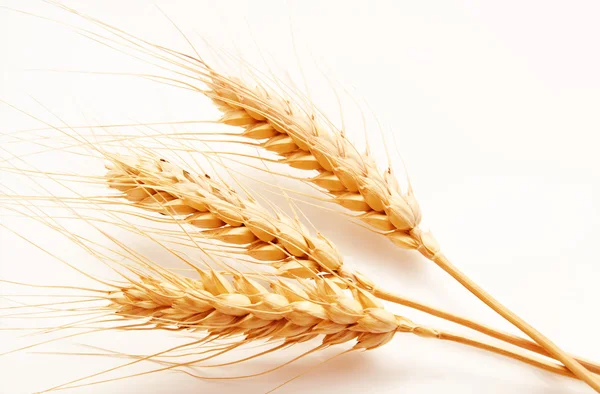 Wheat ears isolated on a white — Stock Photo, Image