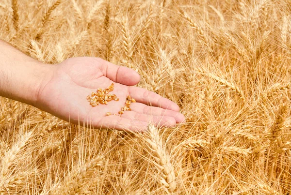 Wheat field and male hand — Stock Photo, Image