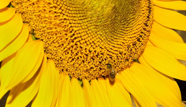 Closeup bee on a sunflower — Stock Photo, Image