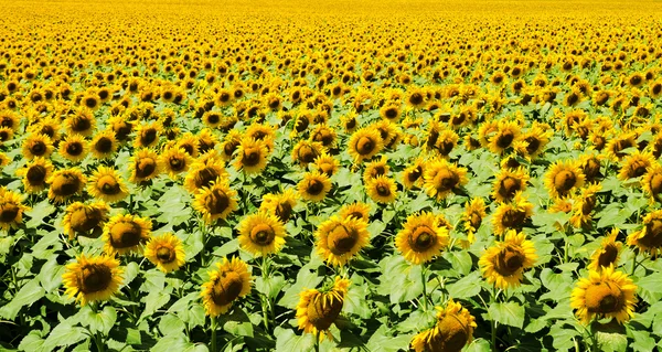 Beautiful sunflower field — Stock Photo, Image