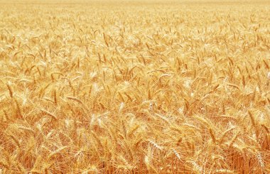 altın buğday alanı