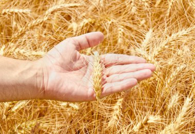 buğday alan ve erkek el koni tutarak