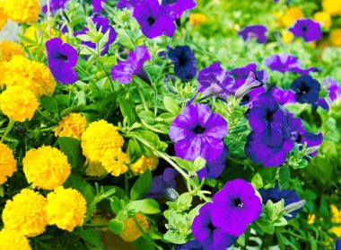 Eflatun ve sarı çiçek