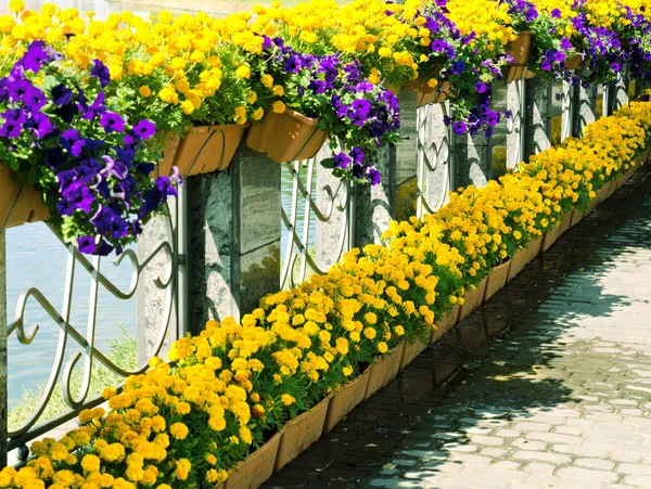 Yellow and lilac foiwers on the embankment — Stock Photo, Image