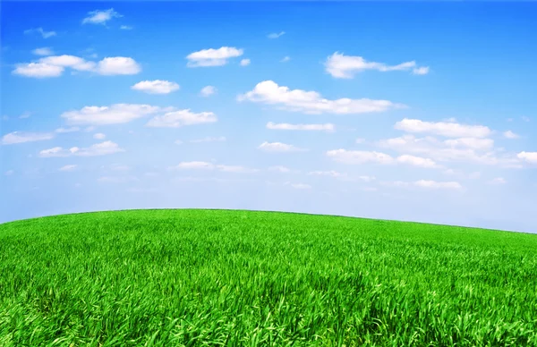 Campo de grama e céu perfeito — Fotografia de Stock