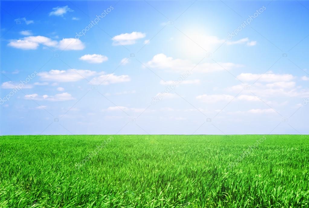 Field of grass and perfect sky