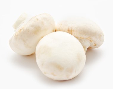 champignon mantar beyaz agaricus